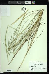 Spartina patens image