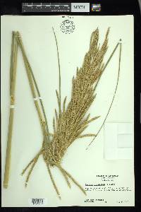 Spartina cynosuroides image