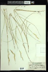 Spartina patens image