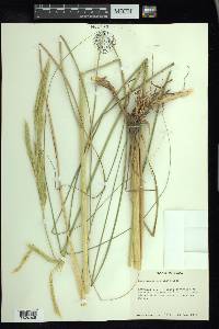 Spartina pectinata image