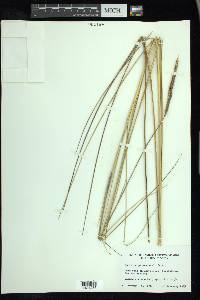 Spartina patens image