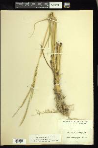 Spartina alterniflora image