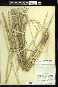 Spartina spartinae image