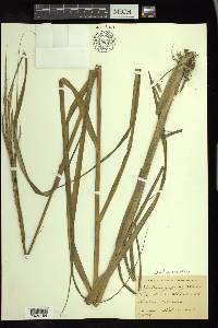 Spartina alterniflora image