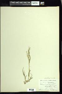 Urochloa arizonica image