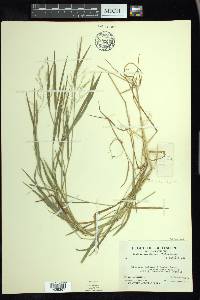 Torreyochloa pallida image