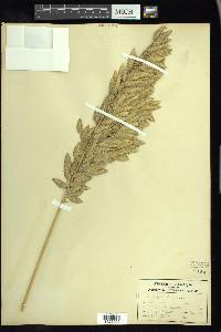 Uniola paniculata image