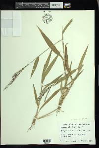 Urochloa adspersa image