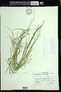 Torreyochloa fernaldii image