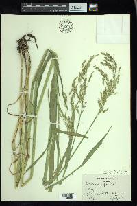 Torreyochloa pallida image