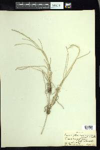 Stenotaphrum secundatum image