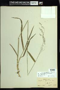 Trisetum canescens image