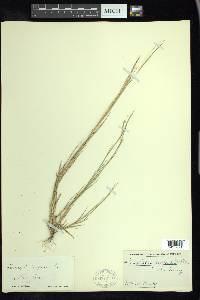 Triplasis purpurea image