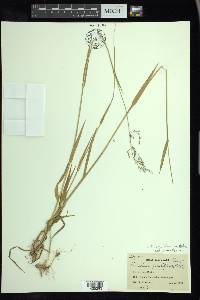 Torreyochloa pallida image