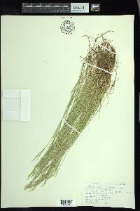 Torreyochloa fernaldii image