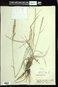 Tridens albescens image