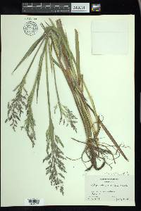 Torreyochloa pallida image