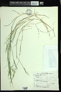 Torreyochloa fernaldii image