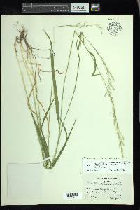 Trisetum canescens image