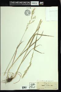 Trisetum canescens image