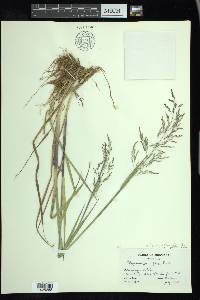 Torreyochloa pallida image