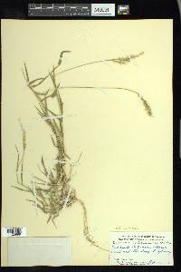 Urochloa ciliatissima image