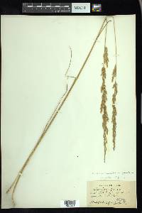 Torreyochloa pallida image