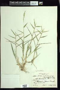 Urochloa ciliatissima image