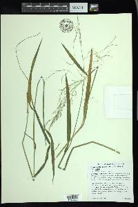 Torreyochloa pallida image