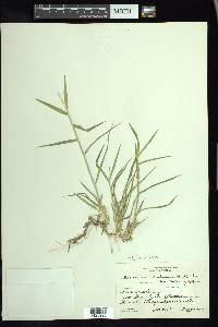 Urochloa ciliatissima image