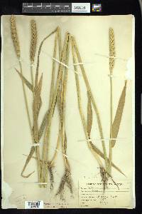 Triticum aestivum image