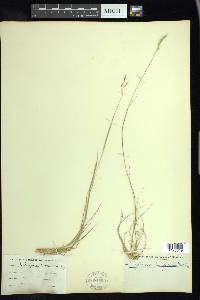 Triplasis purpurea image