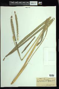 Tripsacum dactyloides image
