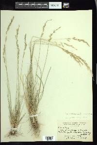 Torreyochloa pallida image