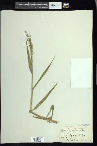 Torreyochloa pallida image