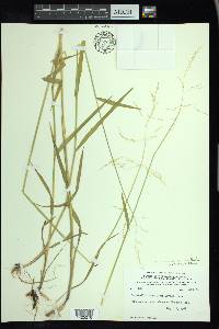 Torreyochloa pallida image