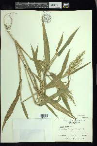 Urochloa ramosa image