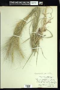 Elymus elymoides subsp. brevifolius image