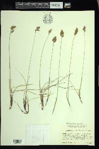 Anthoxanthum monticola image