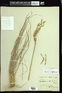 Disakisperma dubium image