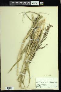 Urochloa mutica image