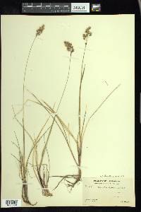 Anthoxanthum monticola image