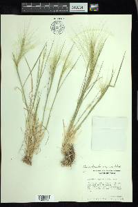 Elymus elymoides subsp. brevifolius image