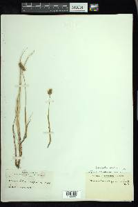 Anthoxanthum monticola image