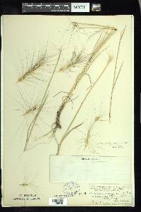 Elymus elymoides subsp. brevifolius image