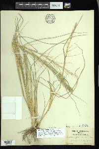 Diplachne fusca image