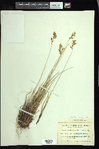 Anthoxanthum monticola image
