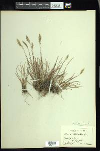 Anthoxanthum monticola image