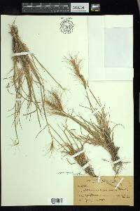 Elymus elymoides subsp. californicus image