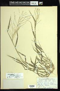 Leptochloa panicea image